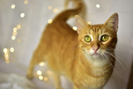 Cute kitten on christmas decorationの写真素材