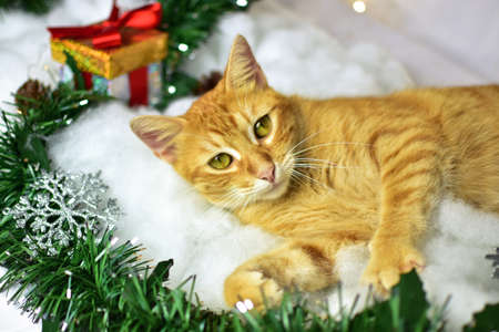 Cute kitten on christmas decorationの写真素材