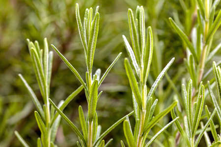 Rosemary - In The Gardenの写真素材