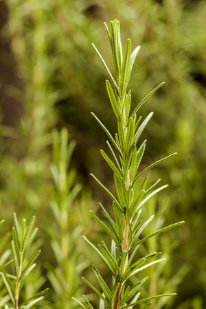 Rosemary - In The Garden 2の写真素材