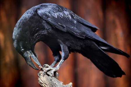 Big raven on a branchの写真素材
