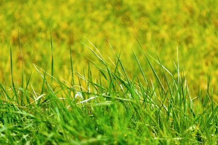 Bright grass stalks in a rich green field の写真素材