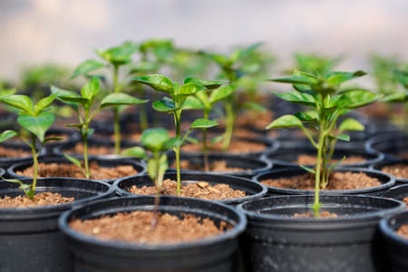 Closeup of small hot pepper saplings in pots.の写真素材