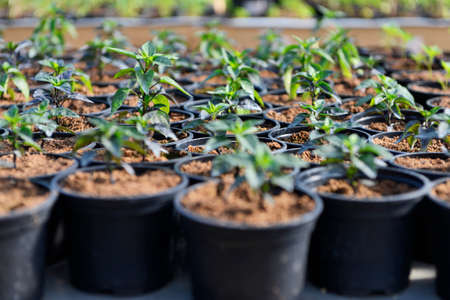 Young hot pepper saplings in a greenhouseの写真素材