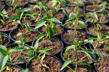Young hot pepper saplings in a greenhouse, closeup.の写真素材