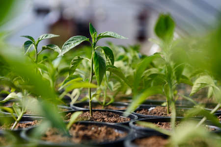 Closeup of small hot pepper sapling in a pot.の写真素材