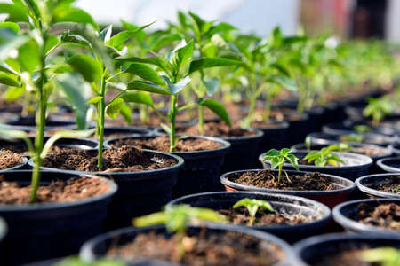 Small sapling sprouting in the greenhouse.の写真素材