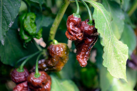 Extremely hot bhut jolokia brown peppers cultivated in a greenhouse.