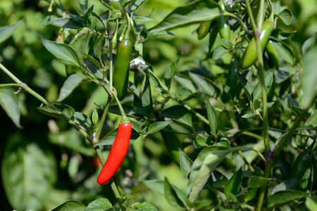 Organic chili peppers cultivated in a greenhouse.