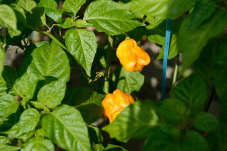 Habanero peppers ripening in a greenhouse.