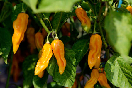 Spicy hot yellow peppers cultivated in a greenhouse.