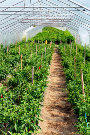 Long rows of hot pepper plants being cultivated in a greenhouse.の写真素材