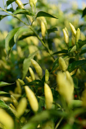 Tabasco variety of chili peppers, grown in a greenhouse.