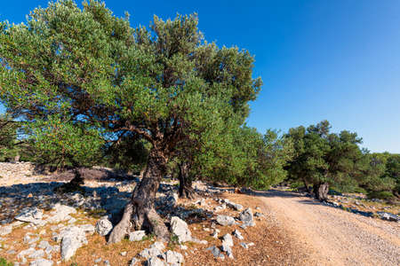 Amazing olive garden near the town of Lun, on Pag island, Croatia. Some of the trees are more than a thousand years old!の写真素材