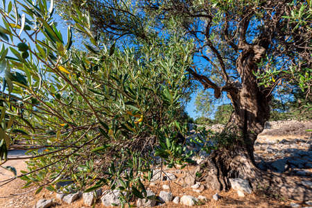 Amazing olive garden near the town of Lun, on Pag island, Croatia. Some of the trees are more than a thousand years old!の写真素材