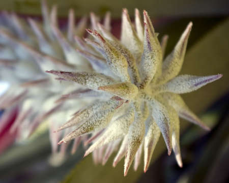 An exotic flower at Palma Sola Botanical Gardens in Bradenton, Floridaの写真素材