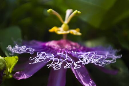 Details of a purple passion flower.の写真素材