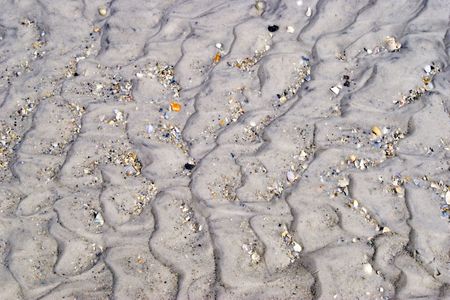 Ripples and sea shells left in sand on beach after surf rolls out
