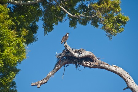 Osprey (Pandion haliaetus), sometimes known as the sea hawk, guarding its nest.の写真素材