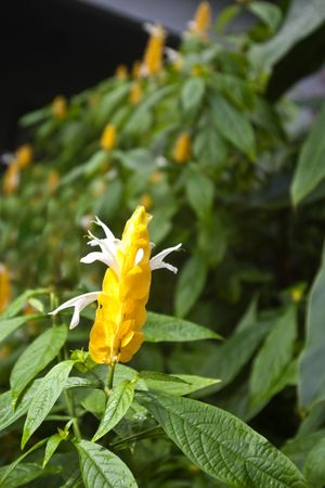 Golden Shrimp Plant in Tropical Settingの写真素材