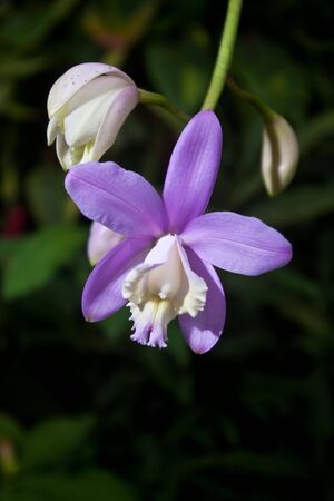 Purple orchid grown in greenhouseの写真素材