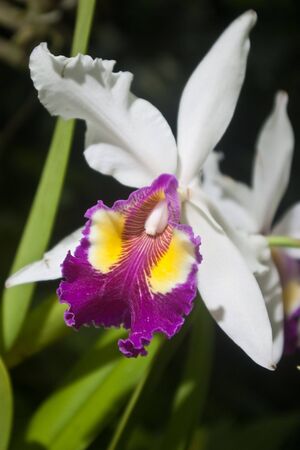White orchid with vibrant purple & yellow throat.の写真素材
