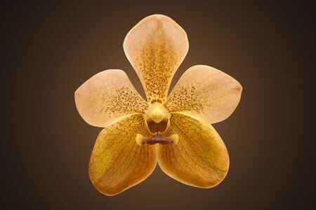 Single golden orchid, isolated on dark backgroundの写真素材