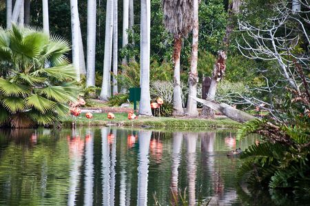 Florida tropical garden with lake, palm trees and flamingoes.の写真素材