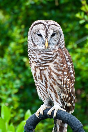 Rescued Florida Owl just prior to release back to the wild after recovering from injuryの写真素材