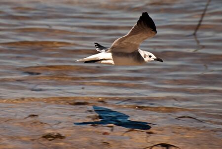 Seagull flying over waters edge at a Florida beach showing sharp shadow of bird.の写真素材