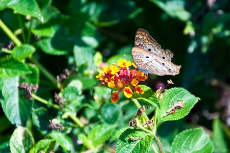 Butterfly feeding on a flower at Palma solto Botanical Gardenの写真素材