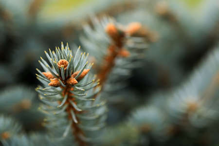 young shoots of blue spruceの写真素材