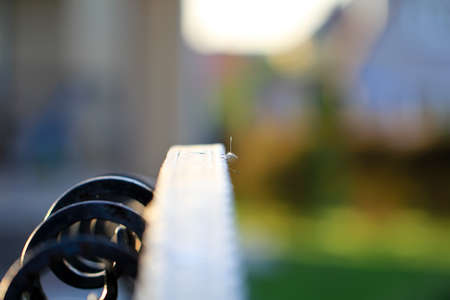 Seeds of dandelion on iron railings. blurred natural background.の写真素材