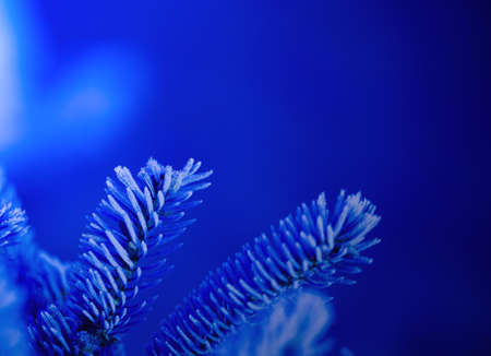 branches of blue spruce covered with morning frost on a blue natural backgroundの写真素材