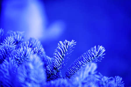 branches of blue spruce covered with morning frost on a blue natural backgroundの写真素材