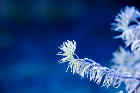 Larch branches covered with frost on a blue backgroundの写真素材