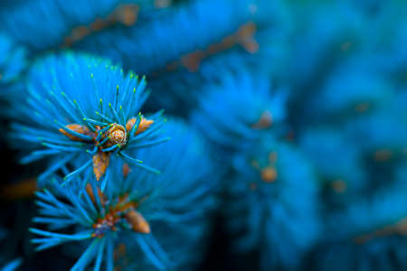 branches of blue spruce covered with morning frost on a blue natural backgroundの写真素材