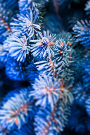 Branches of blue spruce covered with morning frost on natural background.の写真素材