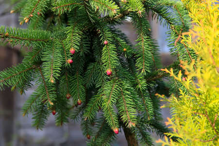 Young purple cone on the fir in the garden. The concept of landscape design.