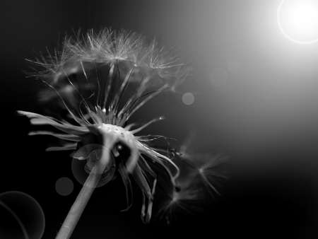 Black and white abstract dandelion background, closeup with soft focus.の写真素材