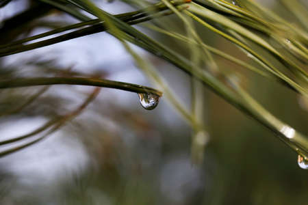 A drop of water on a pine needle close upの写真素材
