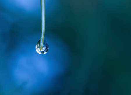 A drop of water on a pine needle close upの写真素材