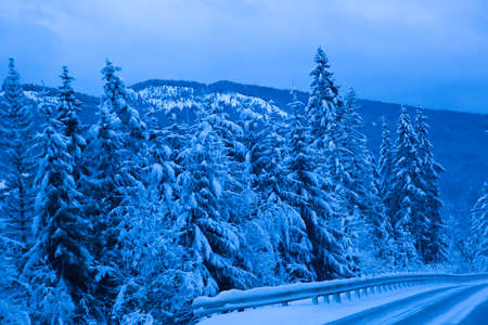 Winter forest landscape during a snowfall. Background with fir trees and blurred bokeh.の写真素材
