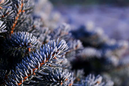 Branches of blue spruce covered with morning frost on natural background.