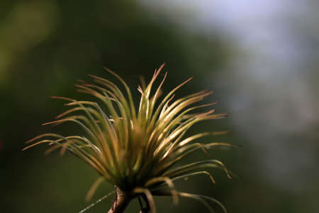 Dry plants, Blurred background.