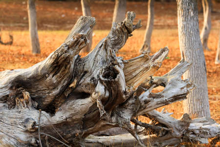 a fallen tree without leaves on the shore of the Volga. Astrakhan Region. Russia. Concept: withering loneliness death old age ruin death endの写真素材