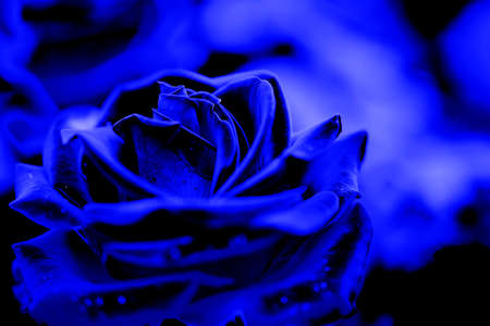 Red rose bud close-up. Natural blurred background. Nature.の写真素材