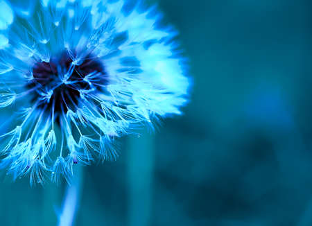 Art photo of dandelion closeup on blue background. Drops of morning dew on the dandelion seeds. Monochrome photography.の写真素材