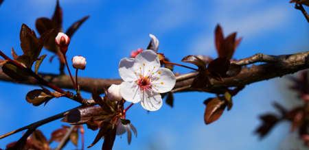 spring blooming flower of a red-leaved plum against a blue sky