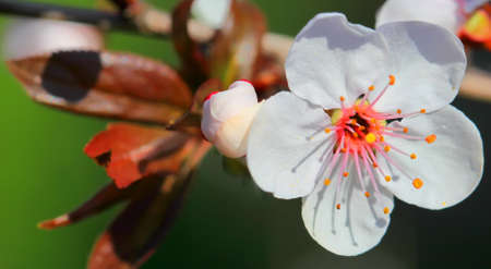 White spring flowering blossom of red-leaved plum close up. Natural blurred background.